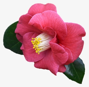 Png, Clipping, Flower, Graphics - Transparent Camellia Flower Png, Png Download, Free Download