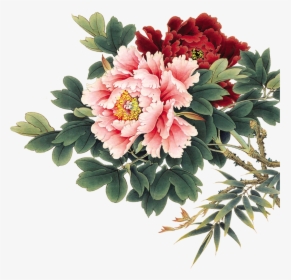 Chinese Peony Flower Painting, HD Png Download, Free Download