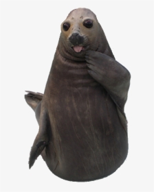 Seal Stuffed Animal Png, Transparent Png, Free Download