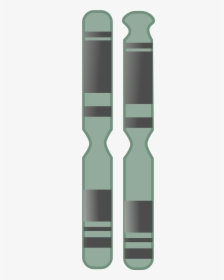 Genome - Chromosome, HD Png Download, Free Download