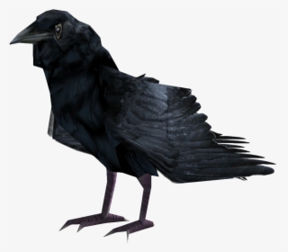 Common Raven Png Photo - Fallout 4 Raven, Transparent Png, Free Download