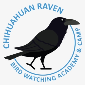Chihuahuan Raven Picture - Kelompok Informasi Masyarakat, HD Png Download, Free Download