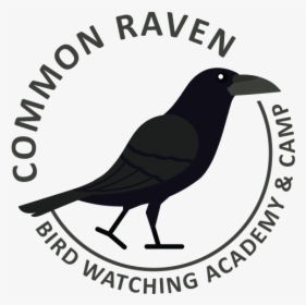 Common Raven Picture - Fish Crow, HD Png Download, Free Download