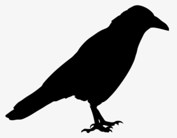 Bird Common Raven Silhouette Western Jackdaw - Raven Silhouette Png, Transparent Png, Free Download