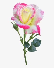 Transparent Rose Stem Png - Hybrid Tea Rose, Png Download, Free Download