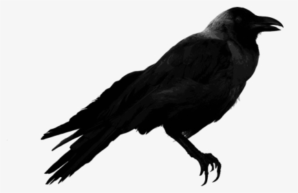 Raven Png - Transparent Raven, Png Download, Free Download