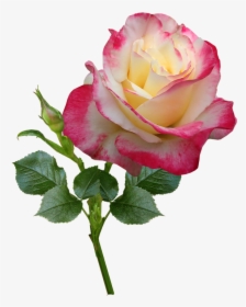 Rose, Stem, Plant, Perfume, Garden, Nature - Hybrid Tea Rose, HD Png Download, Free Download