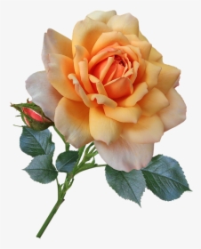 Rose, Stem, Leaves Bud, Apricot, Flower, Cut Out - Flower, HD Png Download, Free Download