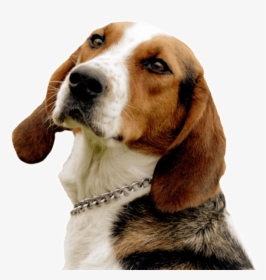 English Foxhound, HD Png Download, Free Download