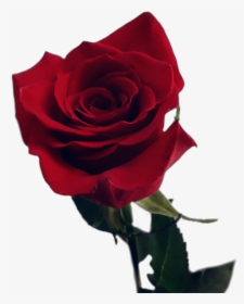 Redrose Rose Stem Red Flower Love Romantic Floribunda Hd Png Download Kindpng