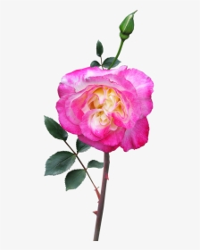 Rose Stem Flower Free Photo - Garden Roses, HD Png Download, Free Download