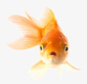 Collections At Sccpre Cat - Goldfish Image With Transparent Background, HD Png Download, Free Download