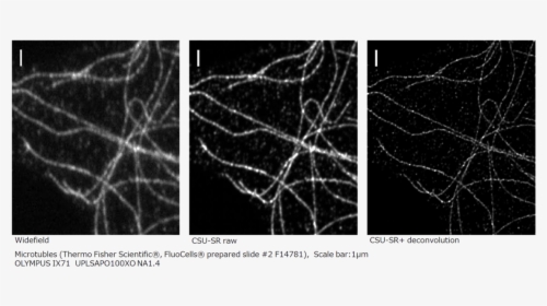 Medical Imaging, HD Png Download, Free Download