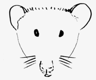 Line Art,head,whiskers - Rat, HD Png Download, Free Download