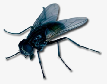 Fly Free Png Image Download - Fly With Transparent Background, Png Download, Free Download