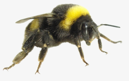 Fly Png Dead - Bumble Bee, Transparent Png, Free Download