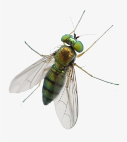 A1 Exterminators Greenhead Fly Silo Control - Greenhead Horse Fly, HD Png Download, Free Download