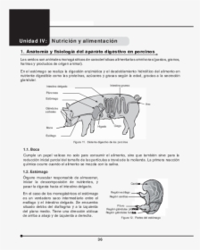 Diagram, HD Png Download, Free Download