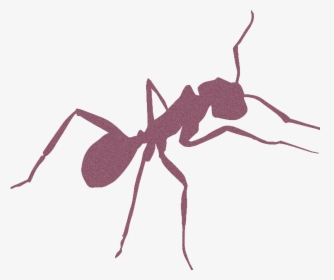 Transparent Mariposas Volando Png - Carpenter Ant, Png Download, Free Download