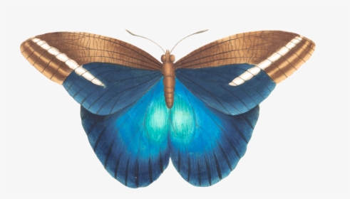 Thumb Image - Blue Vintage Butterfly Png, Transparent Png, Free Download
