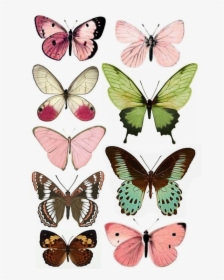 Butterflies To Print, HD Png Download, Free Download