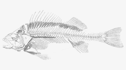Perch,line Art,fish - Fish Skeleton Transparent Background, HD Png Download, Free Download