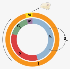 Cell Cycle 3 - Cell Cycle Png, Transparent Png, Free Download