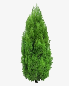 Transparent Tree Top View Png - Cypress Tree Png, Png Download, Free Download