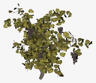 Grape Vine Png - Top View Tree Png, Transparent Png, Free Download