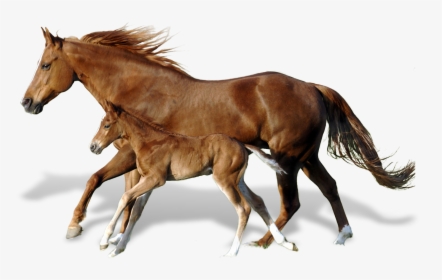 Foal Mare Mustang Andalusian Horse Horses - Breyer Mamacita Y Chico, HD Png Download, Free Download