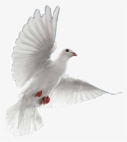 Dove In Flight - Tapash Editz Background Png, Transparent Png, Free Download