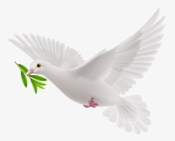 White Flying Pigeon Png, Transparent Png, Free Download