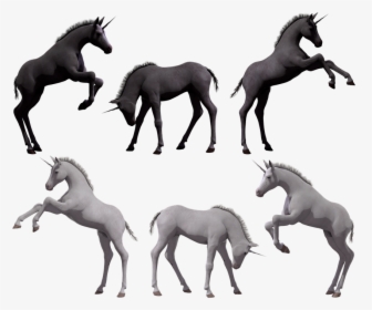 Unicorn, Foal, Colt, Filly, Young, Fantasy, Horse, - Stallion, HD Png Download, Free Download