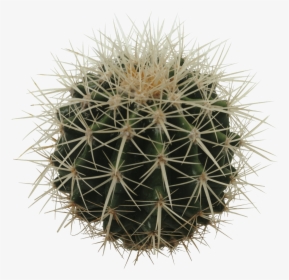 Sphere Cactus - Echinocactus Grusonii Png, Transparent Png, Free Download