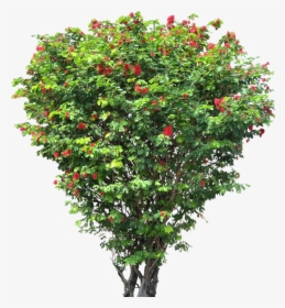 20 Free Tree Png Images - Small Flower Tree Png, Transparent Png, Free Download