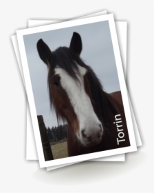Transparent Horse Tail Png - Colt, Png Download, Free Download