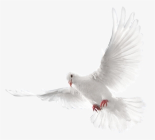 White Flying Pigeon Png Image - Eid Mubarak Editing Background, Transparent Png, Free Download