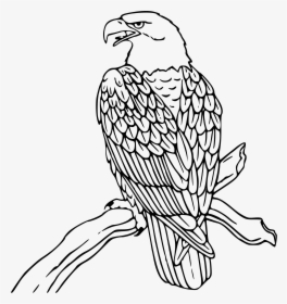Mexican Eagle Drawing Flag Coloring Page Free Download - Bald Eagle Coloring Page, HD Png Download, Free Download