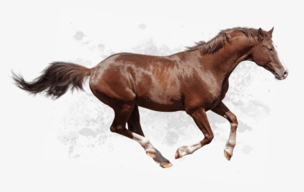Non Surgical Correction Of Angular Limb Deformities - Running Horse Hd Png, Transparent Png, Free Download