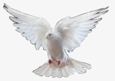 Png Images Of Doves - Bird Pic Png Hd, Transparent Png, Free Download