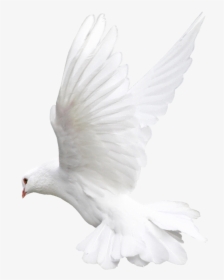 White Dove One Isolated - Ehite Bird No Background, HD Png Download, Free Download