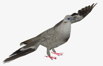 Stock Dove - Pigeons And Doves, HD Png Download, Free Download