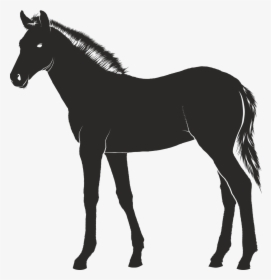 Foal Horse Young Free Picture - Foal Silhouette, HD Png Download, Free Download