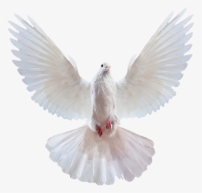 Transparent Pigeons Clipart - Transparent Background Dove Bird Png, Png Download, Free Download