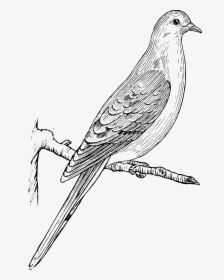 Mourning Dove Clipart Black And White, HD Png Download, Free Download