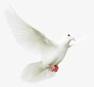 ♥ Tube Mariage - Rock Dove, HD Png Download, Free Download