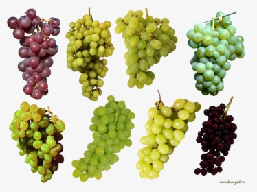 Grapes Tree Png - Purple And Green Grapes, Transparent Png, Free Download