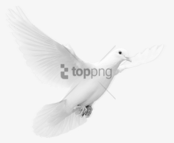 Group Flying Pigeon Png, Transparent Png, Free Download