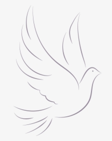 Dove - Sketch, HD Png Download, Free Download