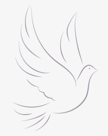 Dove - Sketch, HD Png Download - kindpng